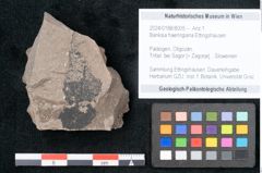 Foto (Objekt + Etikett) von Banksia haeringiana Ettingshausen (NHMW-GEO-2024-0188-8005)